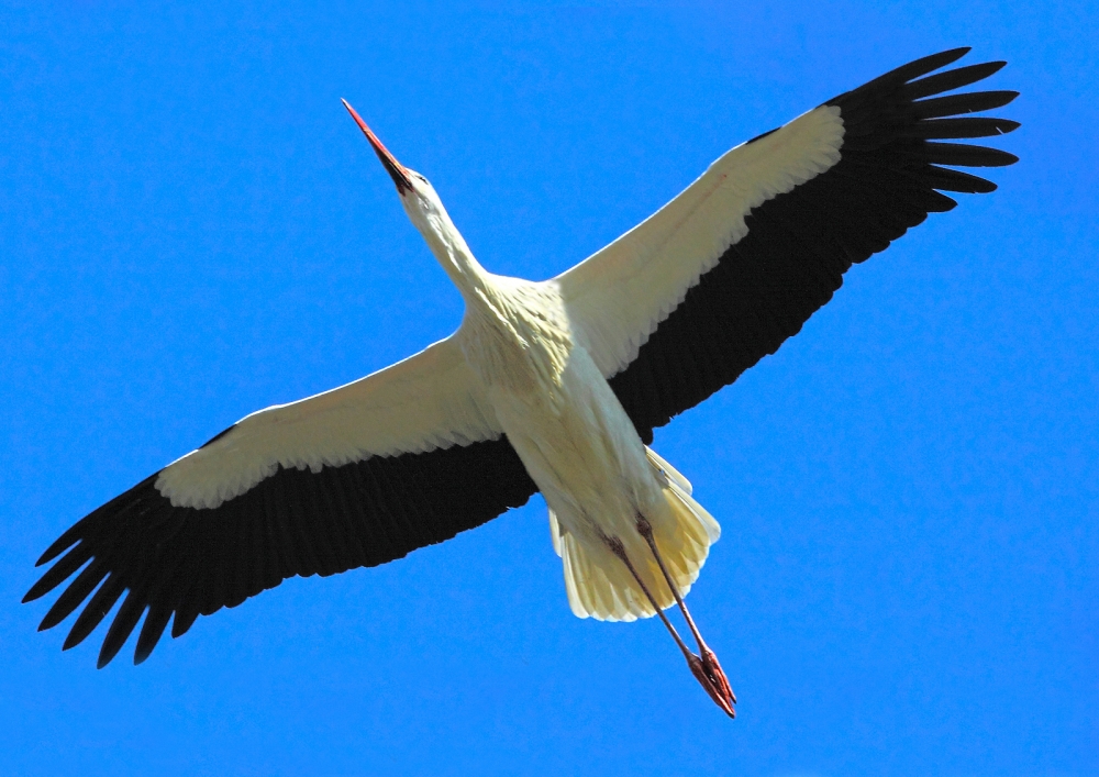 Fly Fly