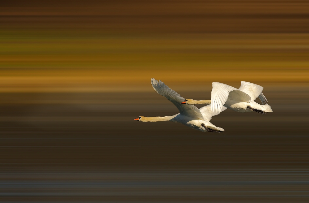 Flight infinite !!! Flight infinite !!!
