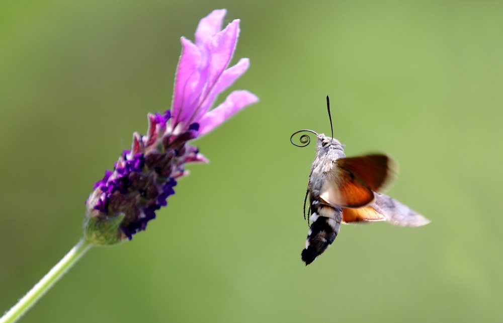 Macroglossum Stellaturum