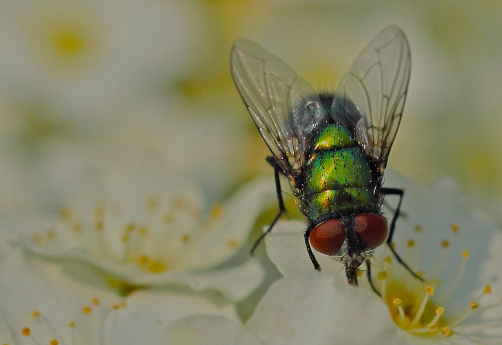 La mosca.. La mosca..
