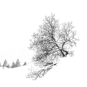 flickr