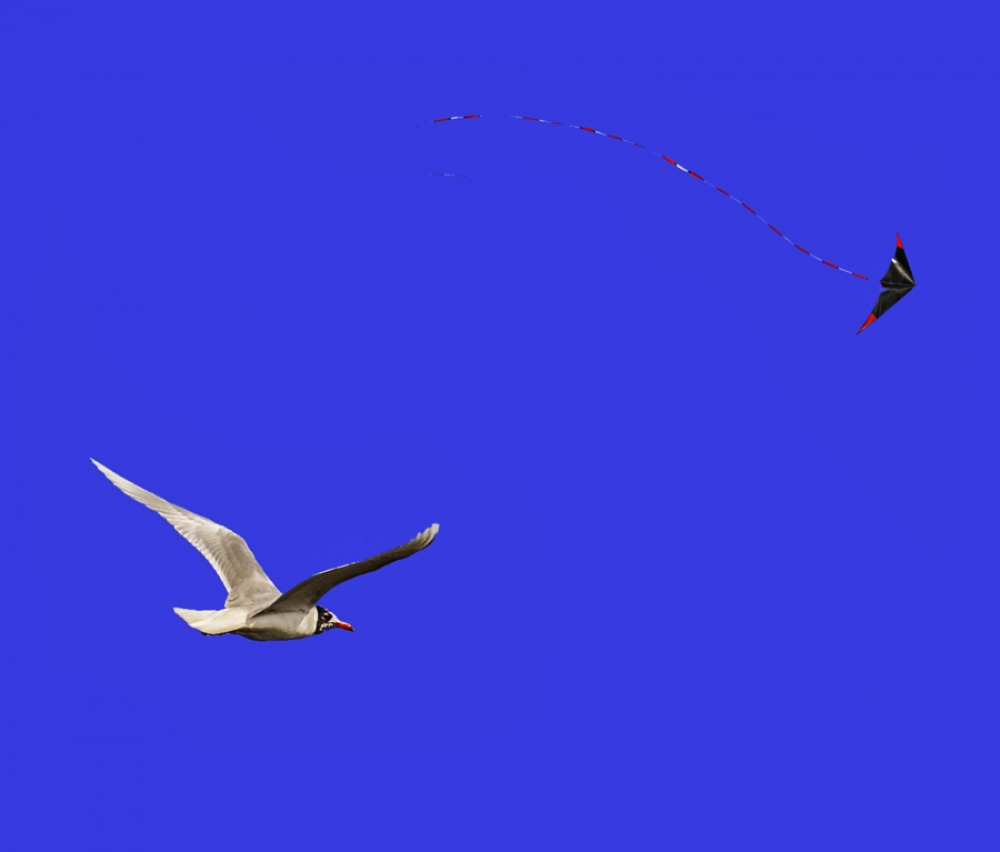 VOLO SINCRONO. VOLO SINCRONO.