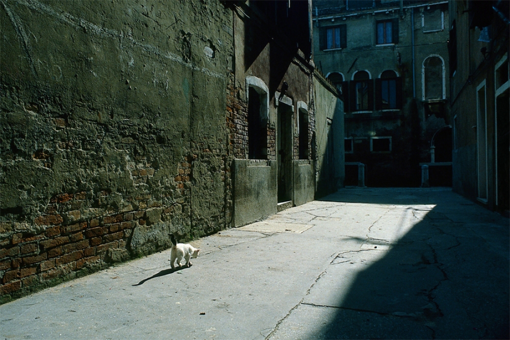 il gatto il gatto