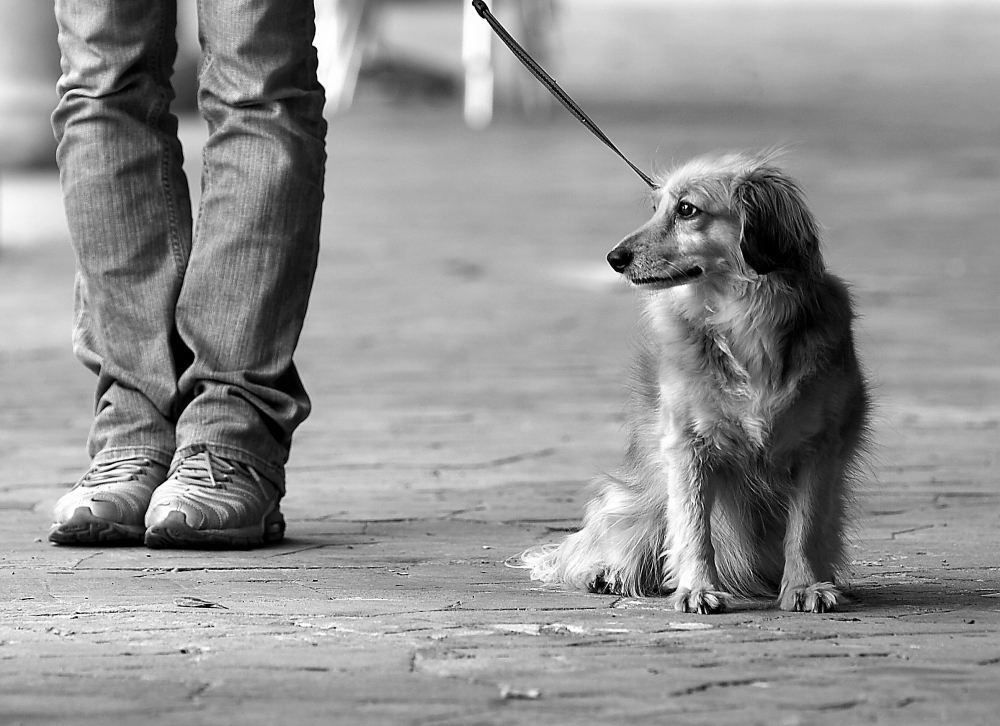 gambe con cane