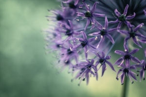 Explosion of Flowers