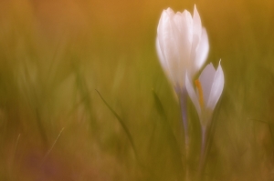 Pictorial Flower (Crocus)