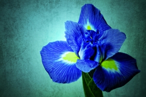 Iris Blue