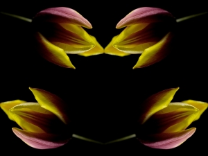 flickr