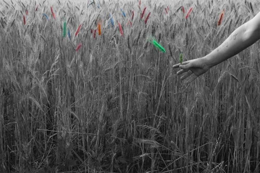 Grano a colori Grano a colori