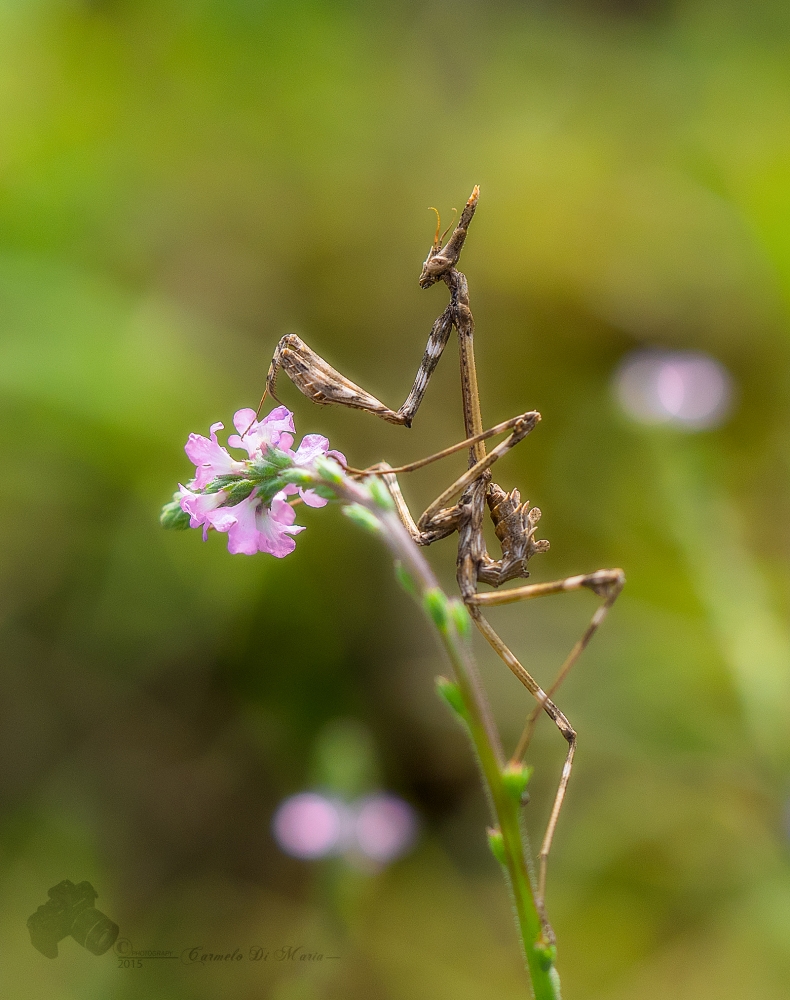 empusa pennata