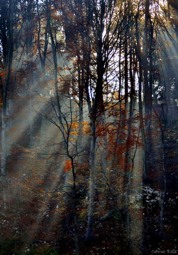 Luce Luce