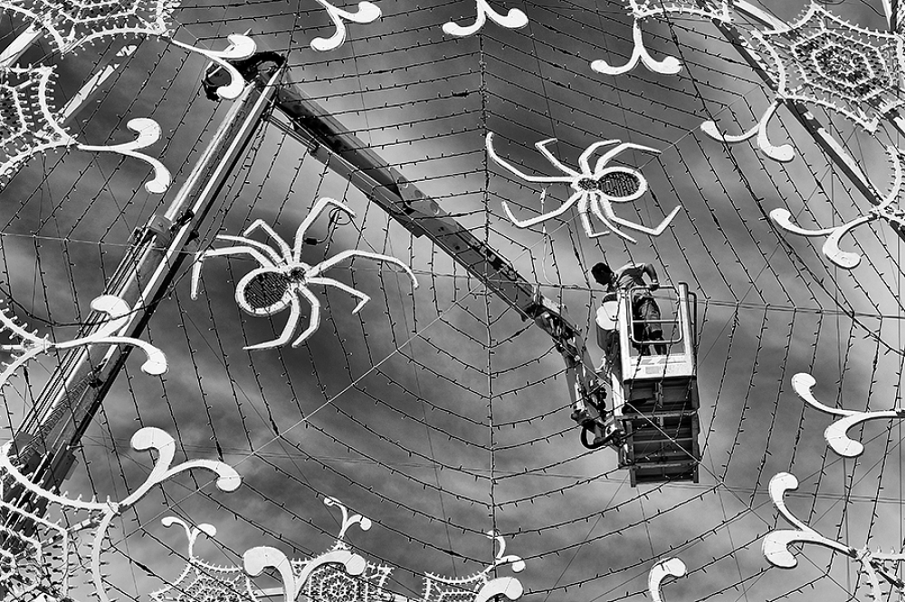 Ragnatela lavorativa Ragnatela lavorativa