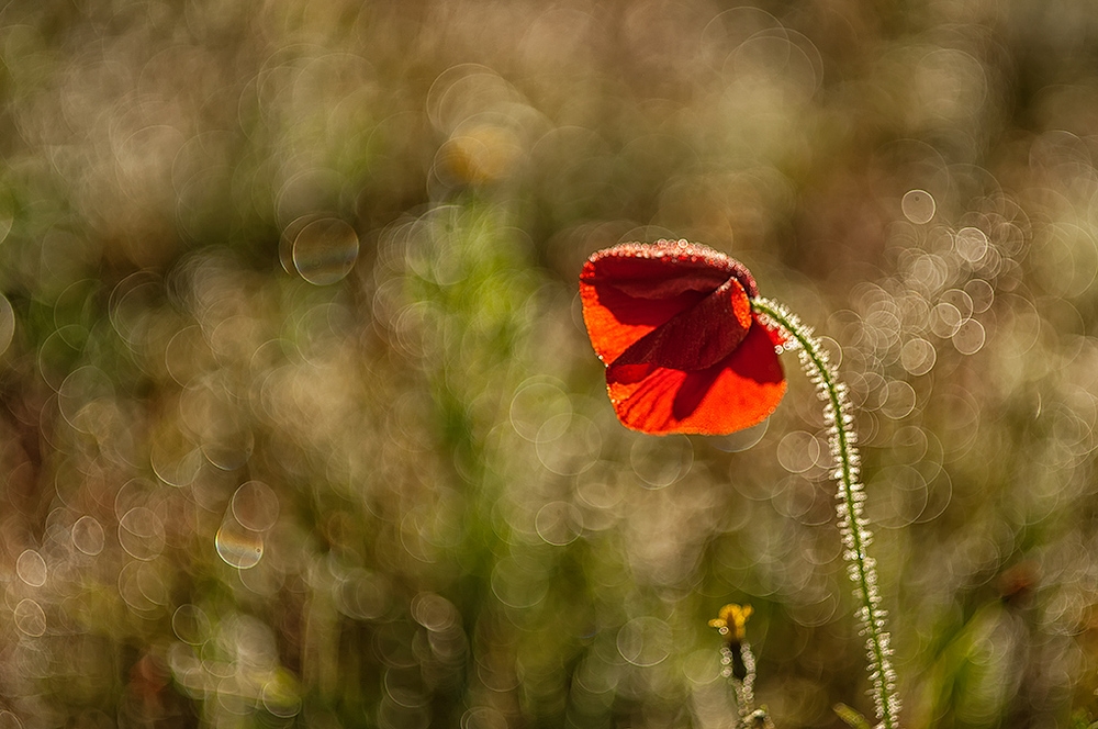 Poppy and Bokeh