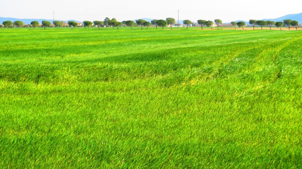 IL verde grano ci racconta della primavera.. IL verde grano ci racconta della primavera..