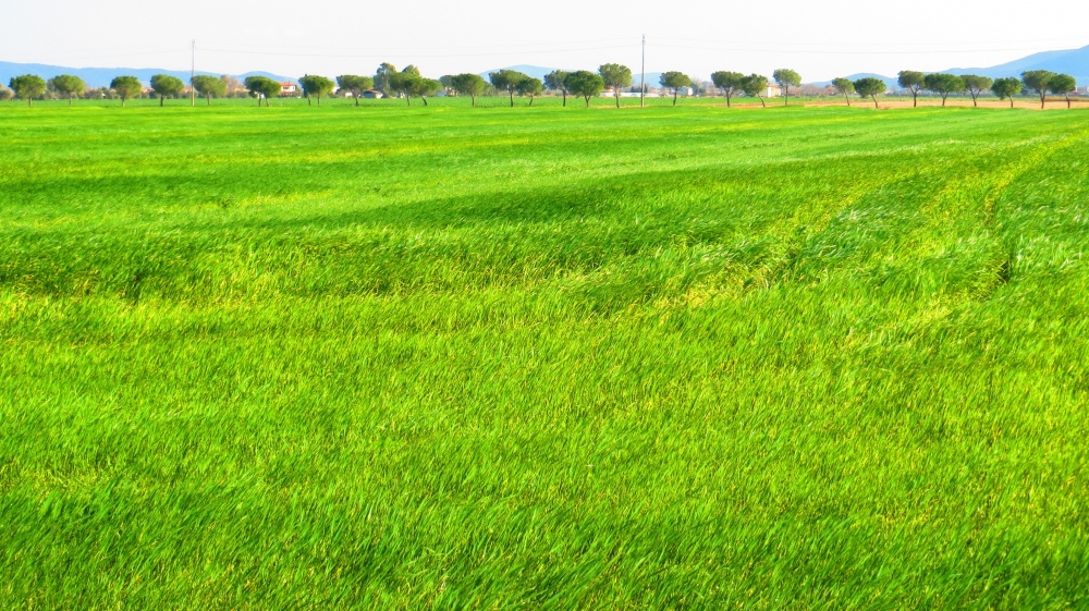 IL verde grano ci racconta della primavera..