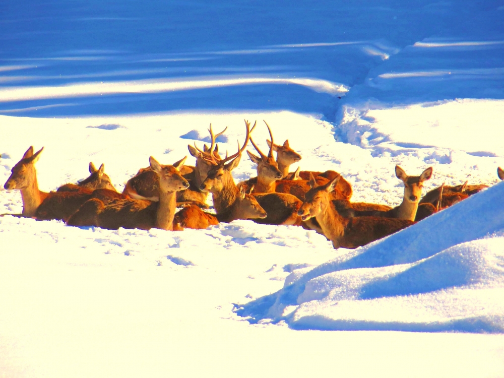 relax nella neve relax nella neve