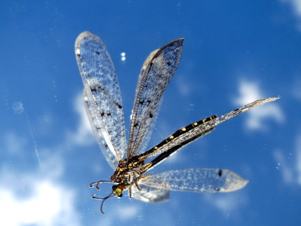 La libellula 1 - Il cielo mi rispecchia La libellula 1 - Il cielo mi rispecchia