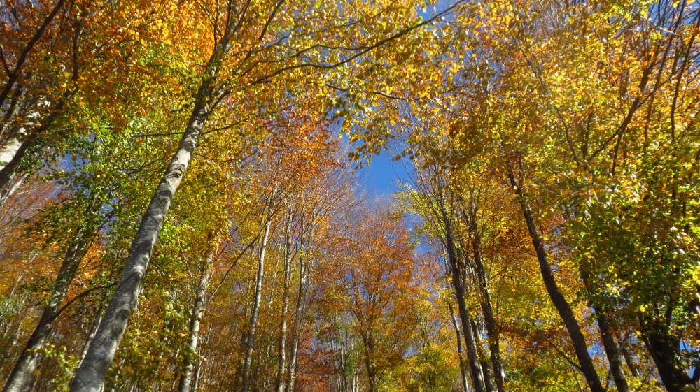 Colori d'autunno sulla vetta più Amiata Colori d'autunno sulla vetta più Amiata