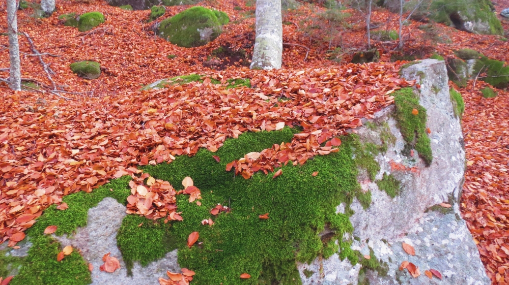 Verde muschio d'autunno Verde muschio d'autunno