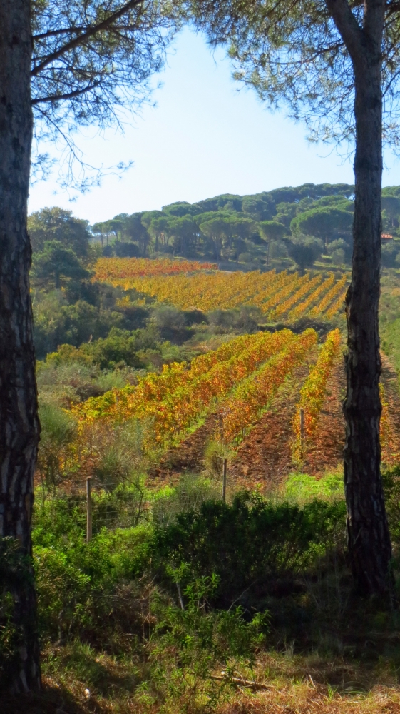 Vigneto a Ripalta