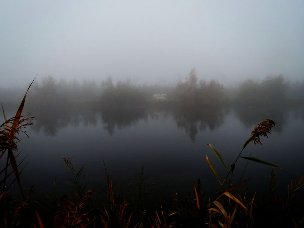 Nitriti nella nebbia