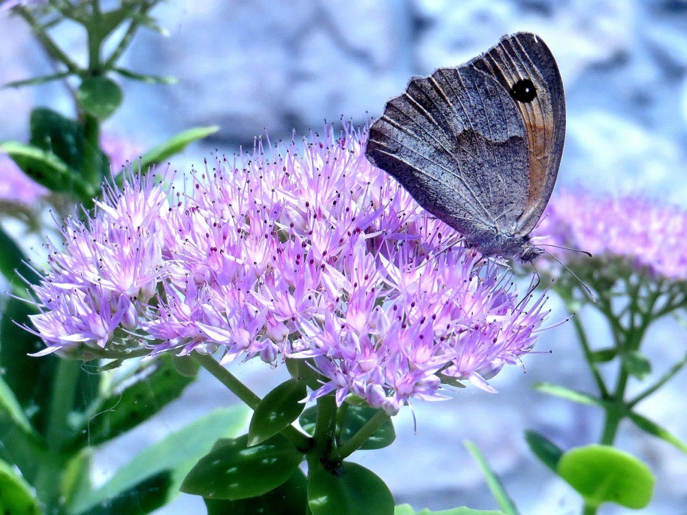 un cenno di primavera un cenno di primavera