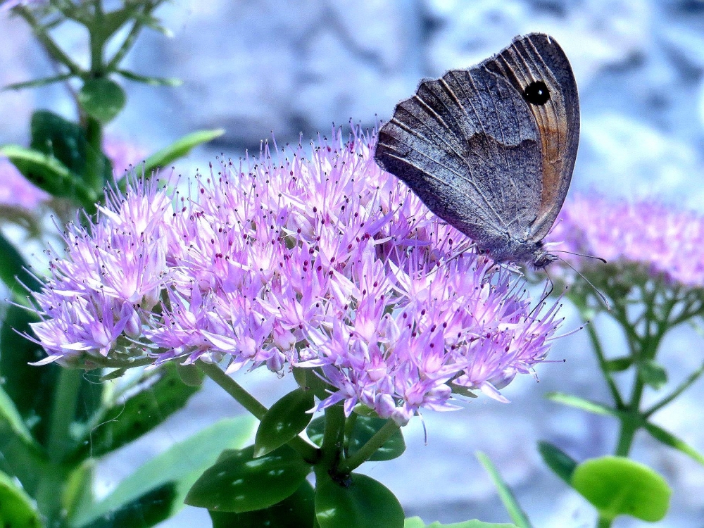 un cenno di primavera