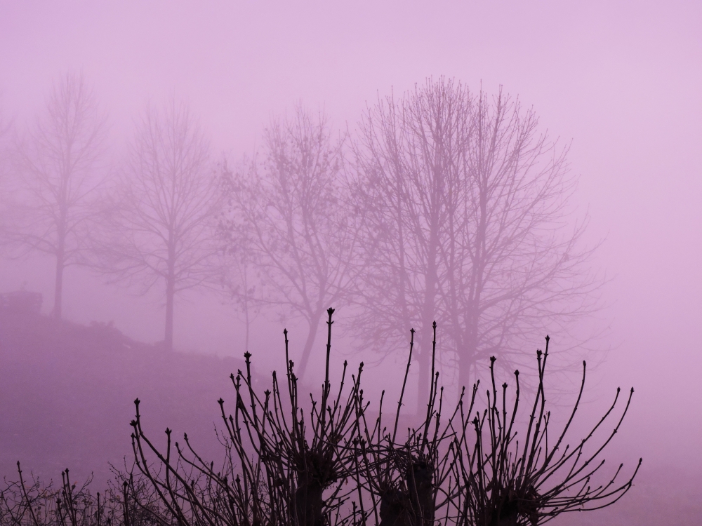 la nella nebbia si intravede....