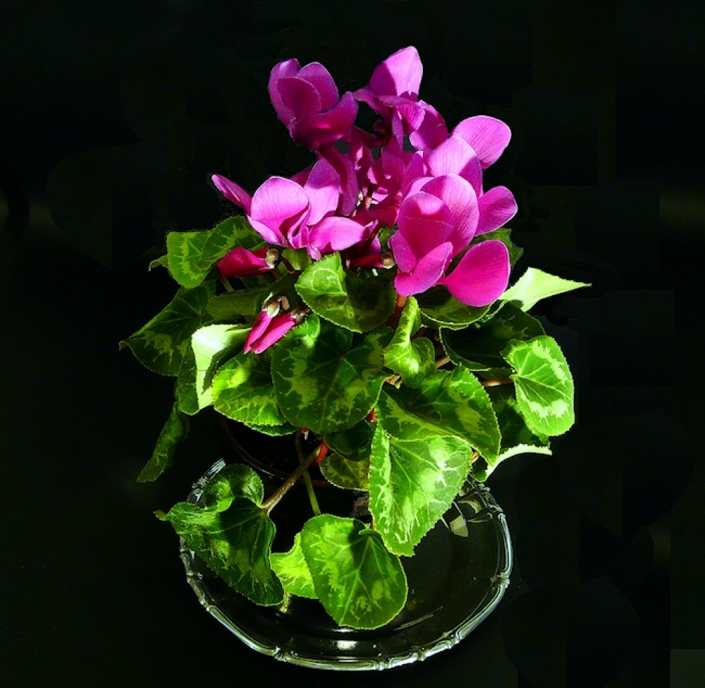Ciclamino Ciclamino