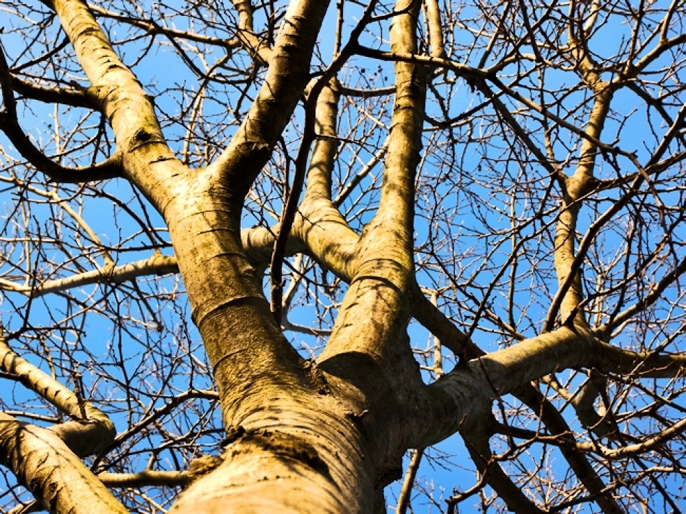 Artigli nel cielo Artigli nel cielo