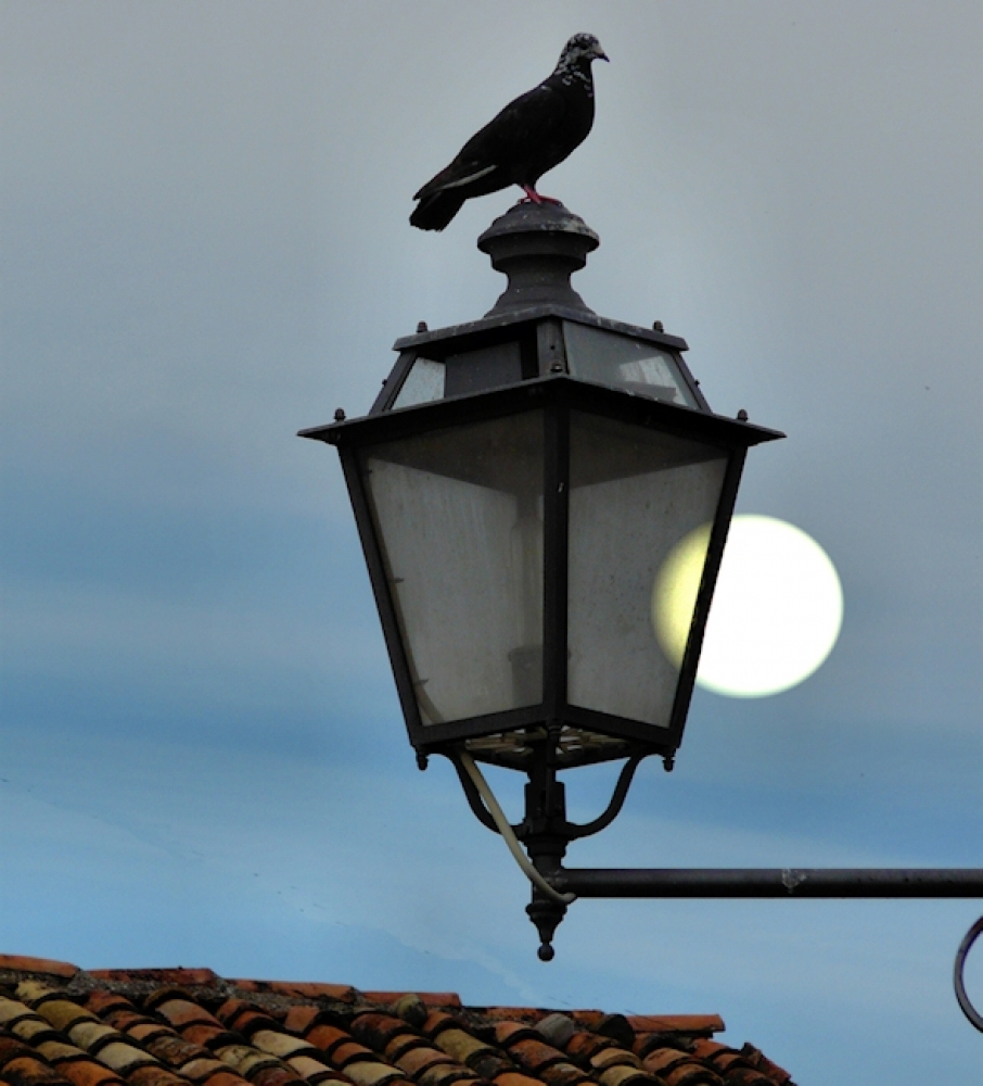 Piccione con luna e lampione