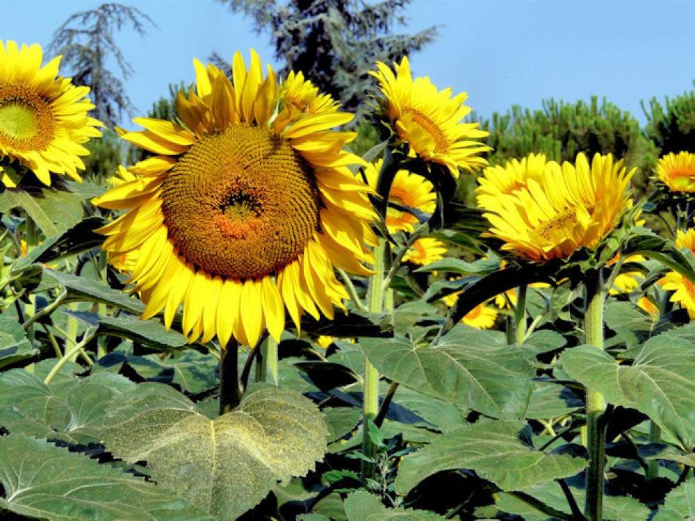 GIRASOLI DISORIENTATI GIRASOLI DISORIENTATI