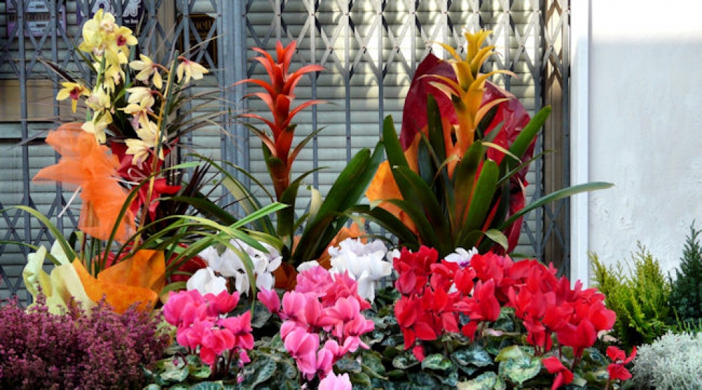 Mi piace fotografare fiori e colori Mi piace fotografare fiori e colori