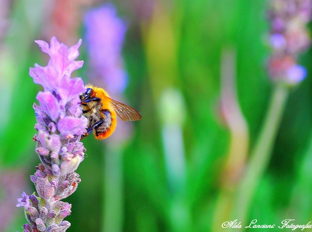 Bombo nel fiore della lavandula Bombo nel fiore della lavandula
