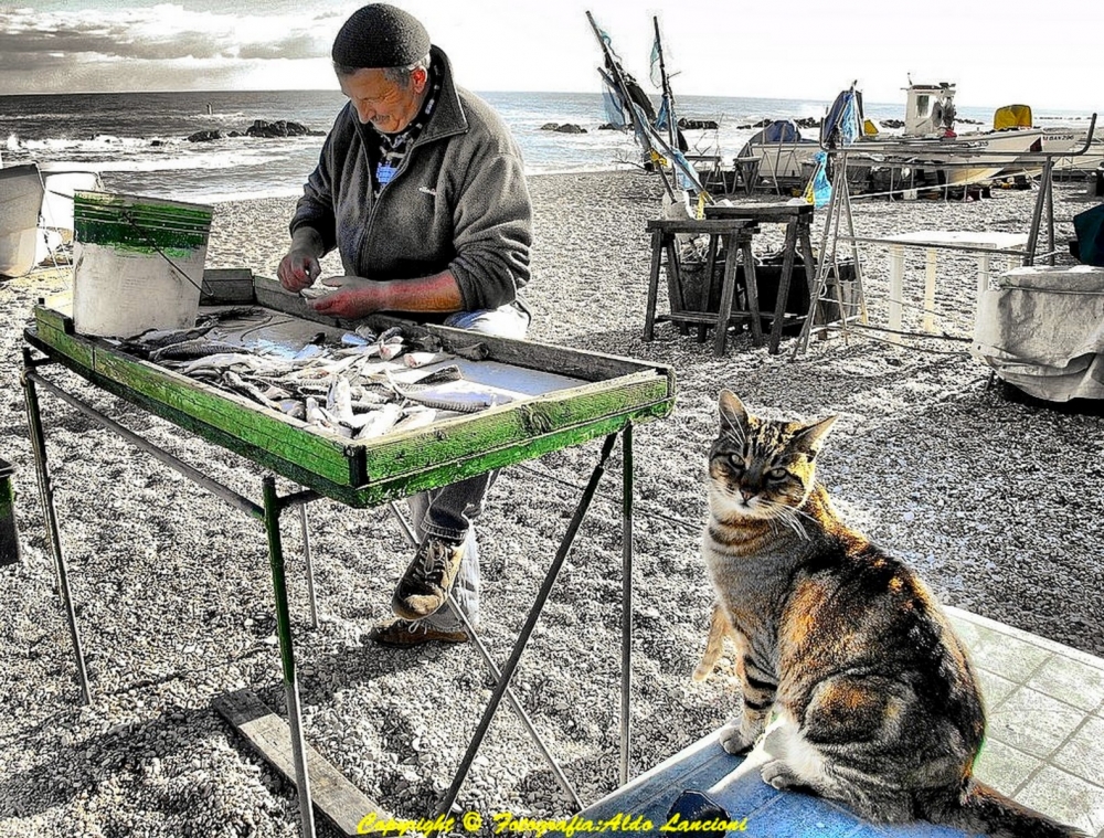 Attesa per un pranzo di pesce Attesa per un pranzo di pesce