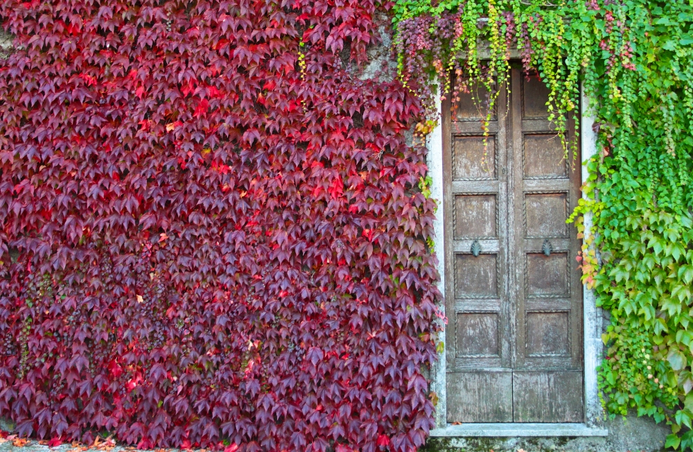 porta tra le foglie