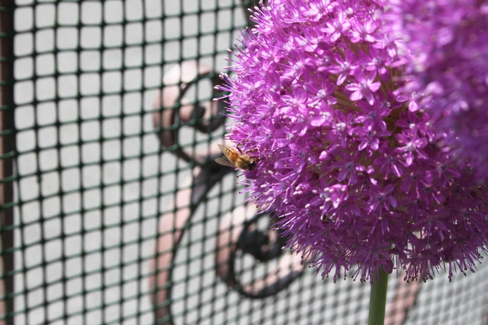 a bee a bee