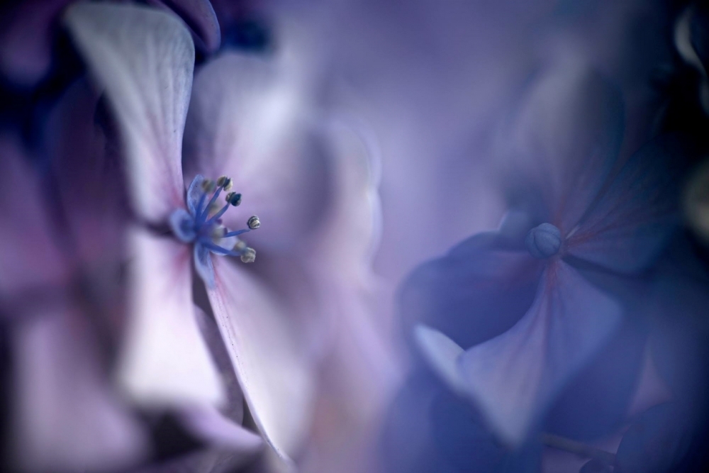 Hortensia Hortensia