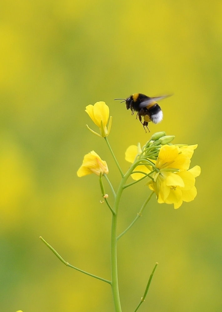 jaune jaune