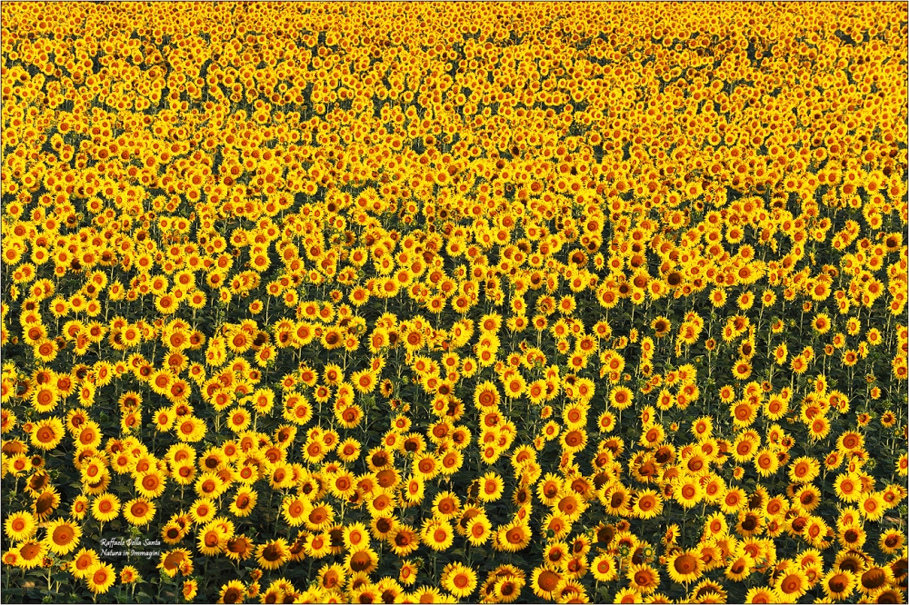 Mare Giallo Mare Giallo