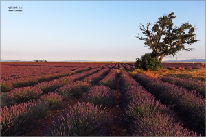 La Quercia di Valensole