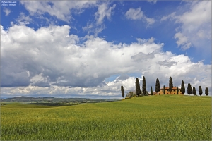 Cipressini dopo il temporale