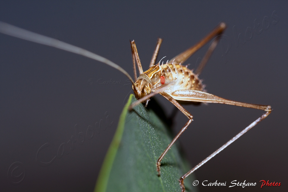 SFIDA SFIDA
