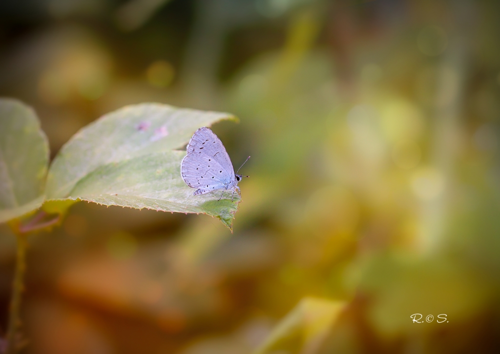 Celastrina Argiolus