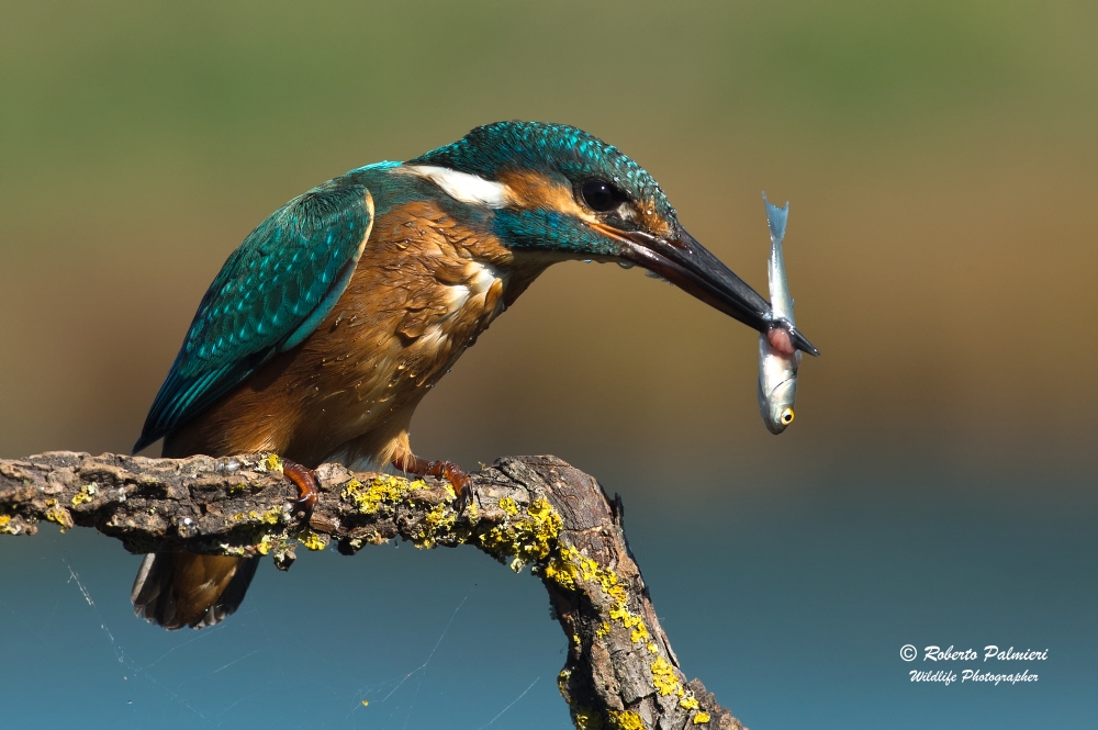 Martin Pescatore (maschio ) Alcedo Atthis Martin Pescatore (maschio ) Alcedo Atthis
