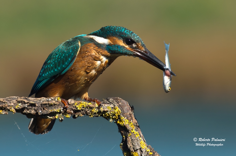 Martin Pescatore (maschio ) Alcedo Atthis