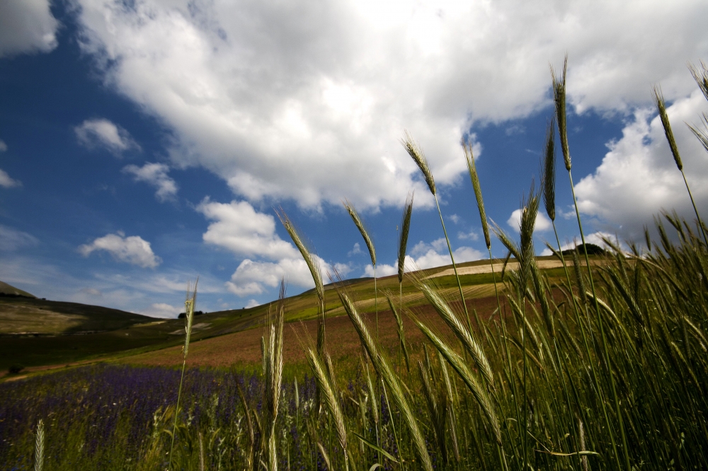 Le spighe di Castelluccio