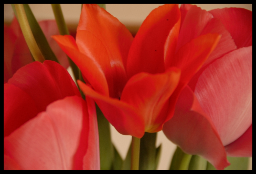 Tulipani Tulipani