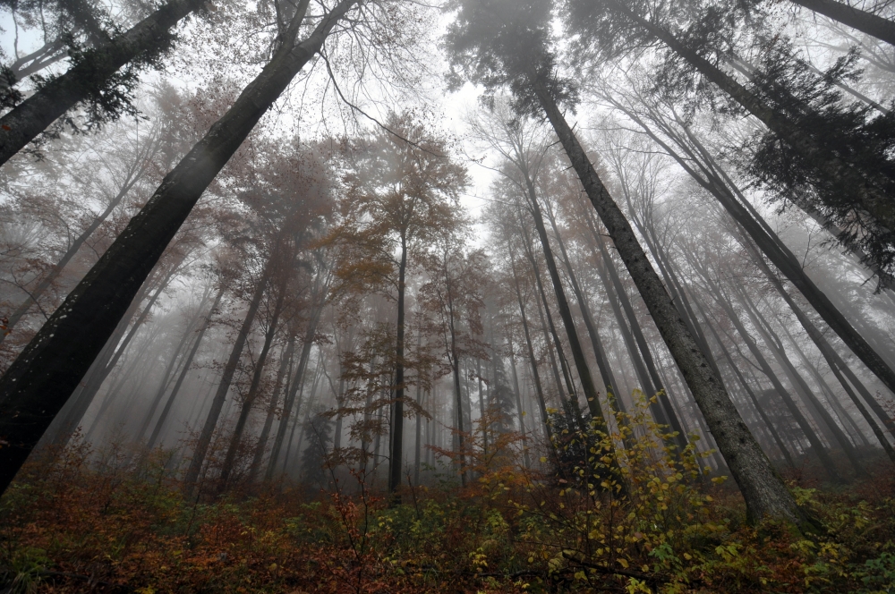 nebbia nel bosco
