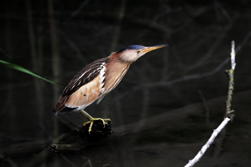 Tarabusino Tarabusino